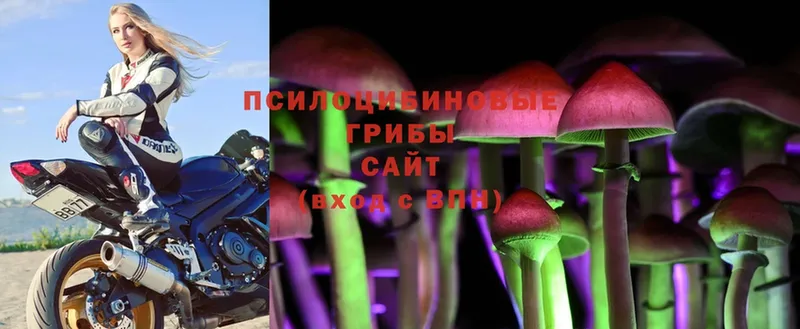 продажа наркотиков  Ессентуки  Галлюциногенные грибы MAGIC MUSHROOMS 